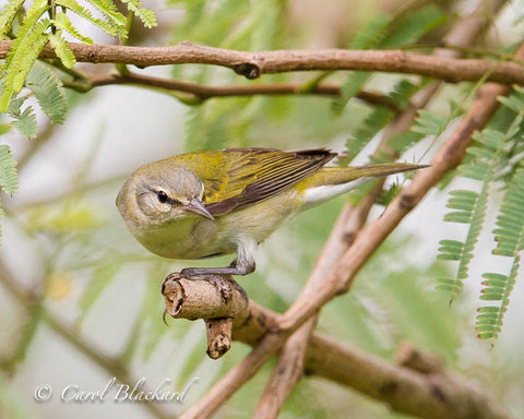 Yellow warbler bird close-up on branch in feathery leaves