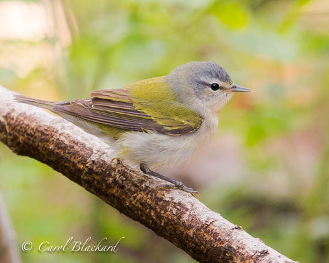 Warbler bird on branch