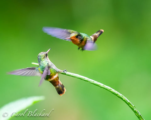 Two cute little hummingbirds fighting