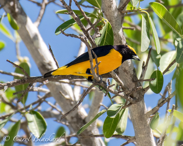 Trinidad Euphonia