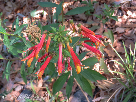 Tubular red and yellow flowers