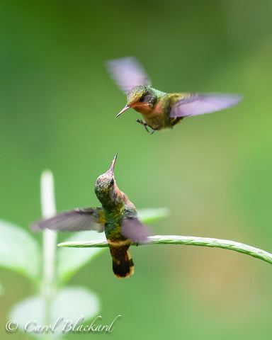 Fighting hummingbirds