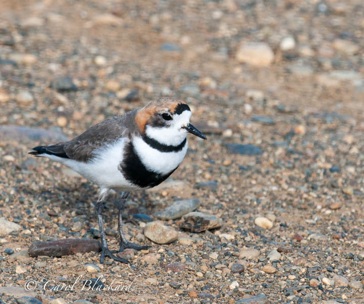 Delicately and sharply marked shorebird on rocky ground