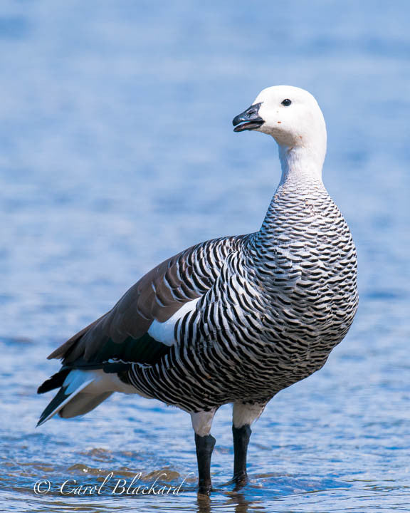 White and black striped goose standing in blue water