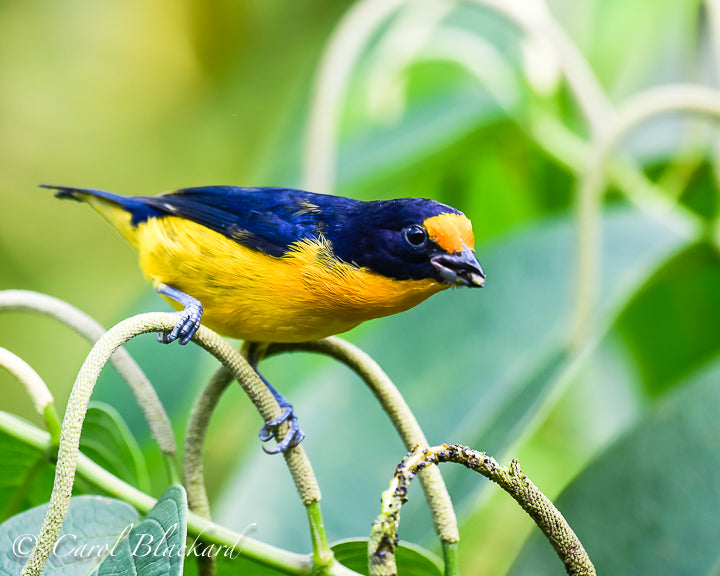 Purple and yellow bird