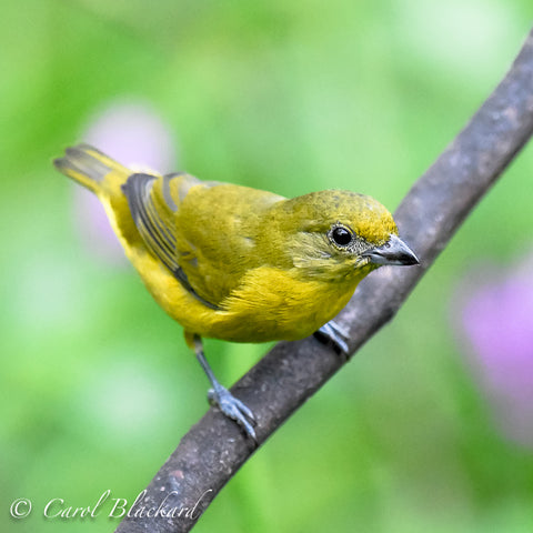 Yellow bird
