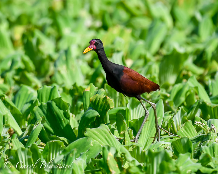 Wattled Jacana