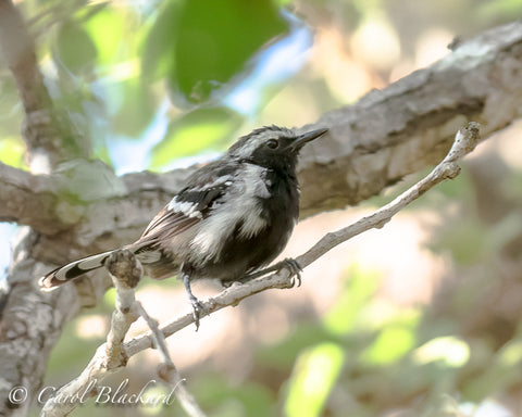 White-fringed Antwren