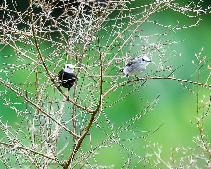 White-headed Marsh-Tyrant, male and female