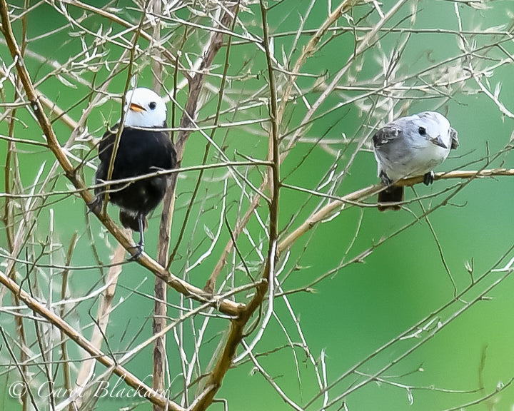White-headed Marsh-Tyrant, male and female