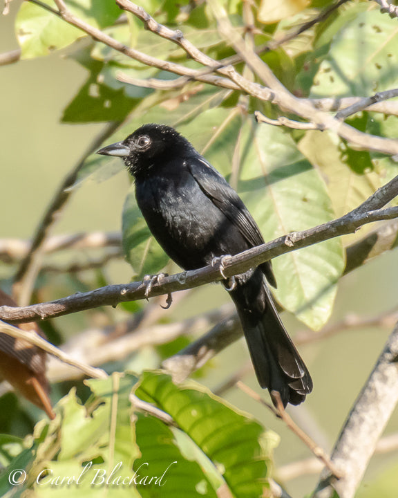 Common Columbia tanager
