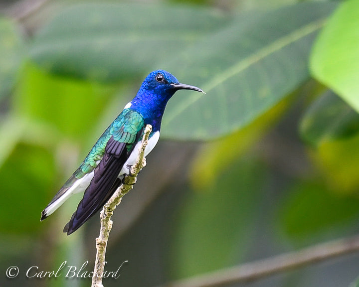 Hummingbird with bright blue head and neck