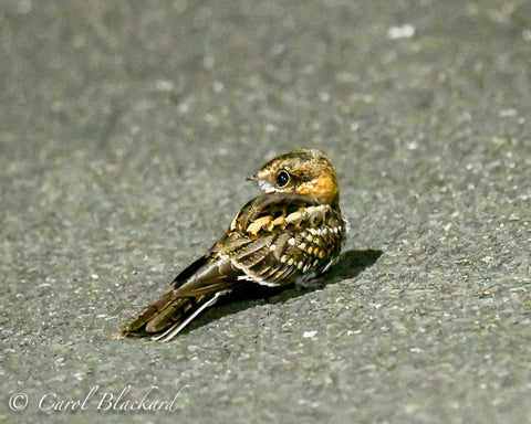 Brown and black bird sitting on ground