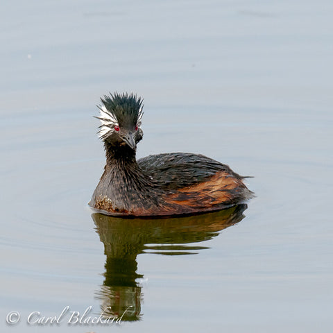 White-tufted Grebe, alarmed?, Argentina