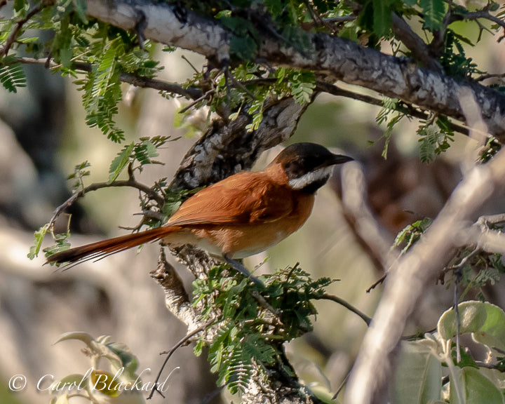 Brown bird with black head and white
