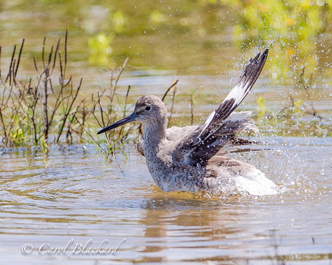Willet, large shorebird bathing