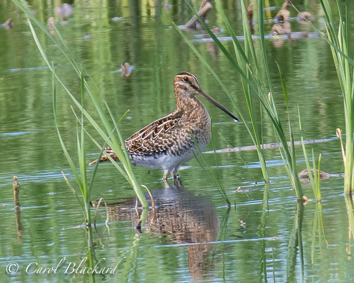 Long-billed Shorebird