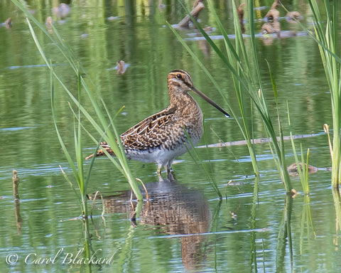 Long-billed Shorebird
