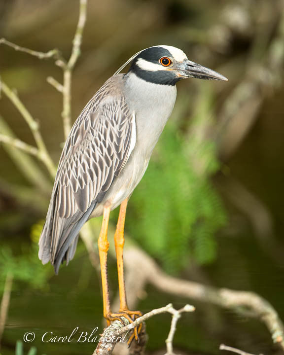 Standing yellow-legged red-eyed heron