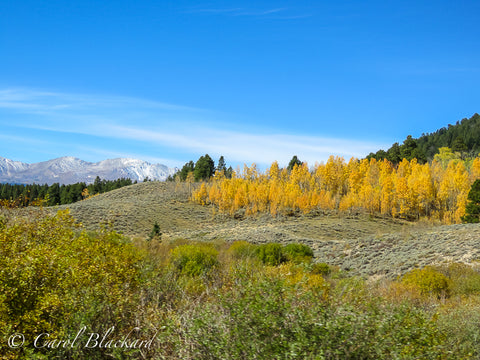 Yellow aspens, green evergreens, distant snow-covered mountain range