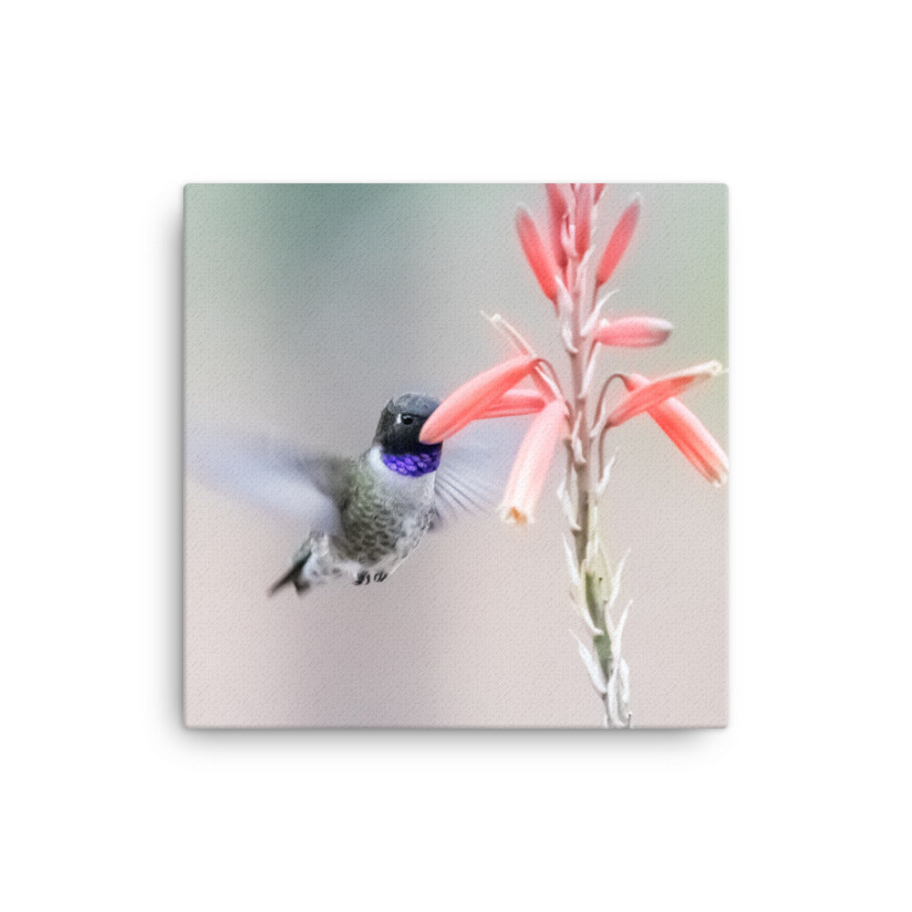 Canvas photo print of Black-chinned Hummingbird hovering near Aloe