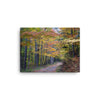 Canvas photo print of autumn Virginia forest road