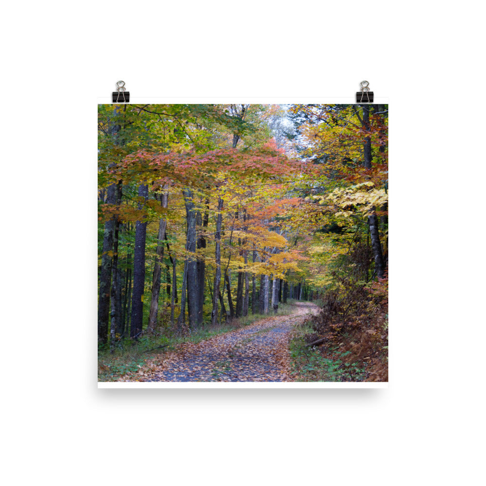 Virginia Fall Forest - Photo print