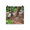 Photo print of Gore Creek, Colorado