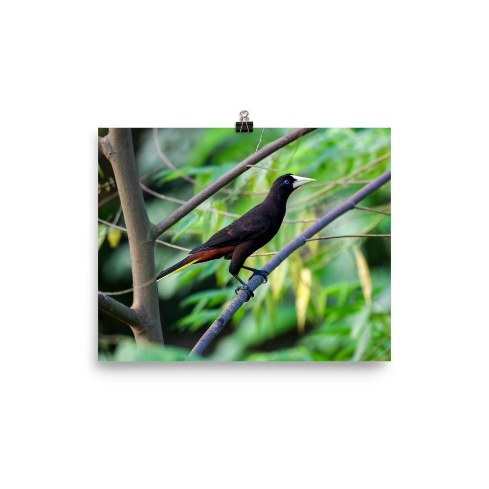 Crested Oropendola - print