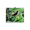 Crested Oropendola - print