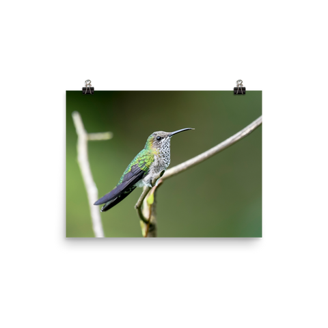 Female White-necked Jacobin - print