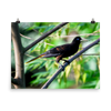 Crested Oropendola - print