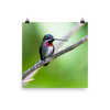 Long-billed Starthroat in profile - print