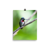 Long-billed Starthroat in profile - print