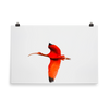Scarlet Ibis flying to roost - print