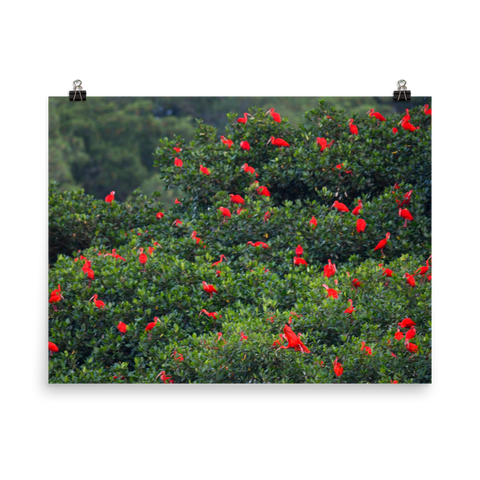 Scarlet Ibis Christmas - print