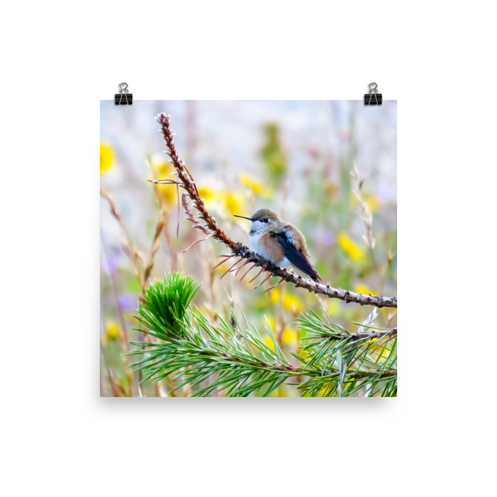 Perched hummingbird with rufous flanks and yellow flowers in the background.