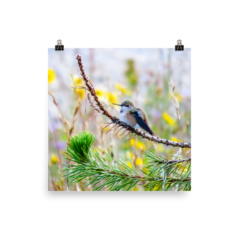 Perched hummingbird with rufous flanks and yellow flowers in the background.