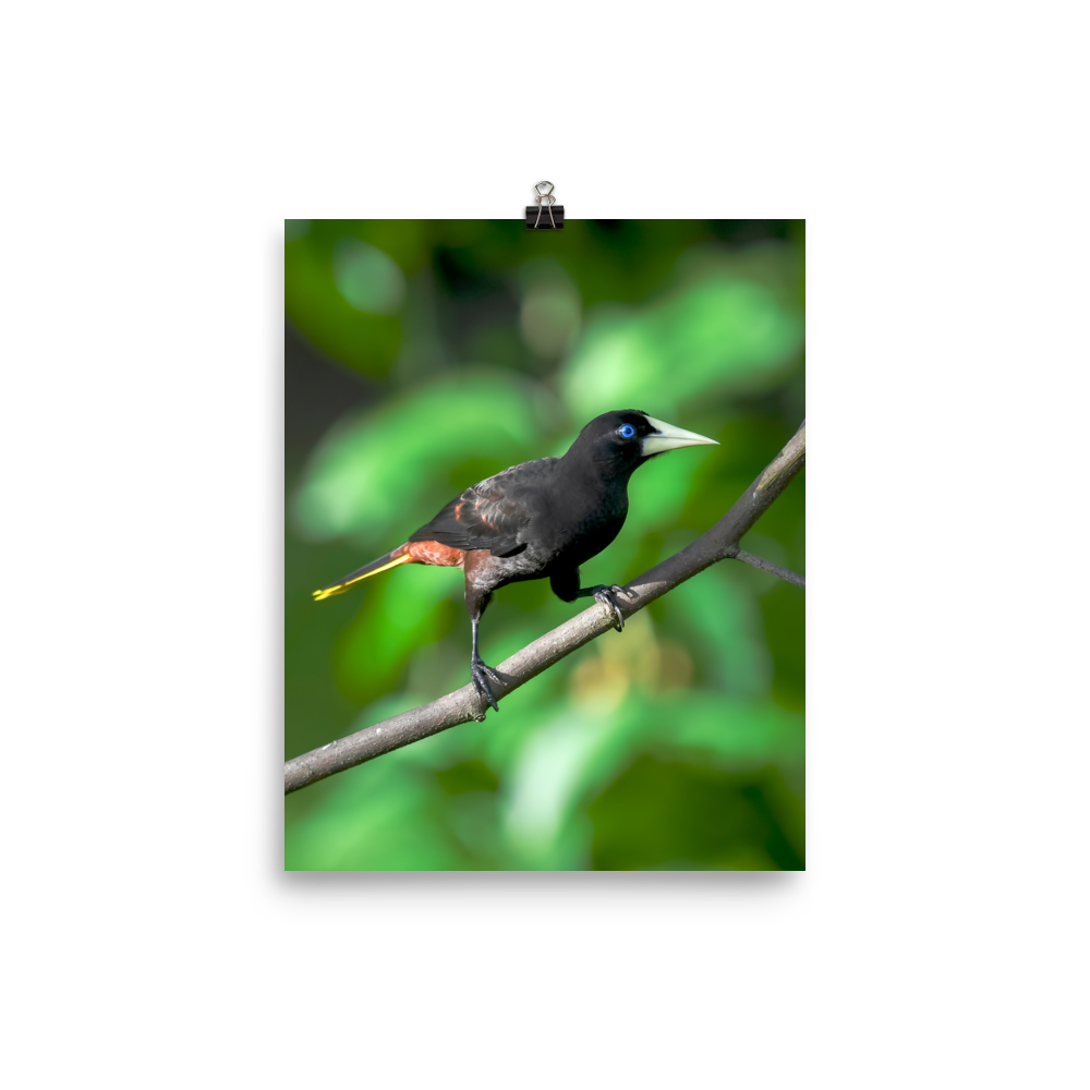 Crested Oropendola print