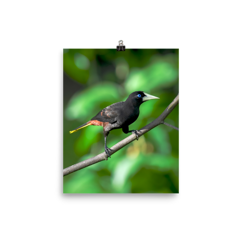 Crested Oropendola print