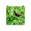 Wattled Jacana - print