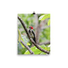 Lineated Woodpecker - print