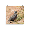 Montezuma Quail - print