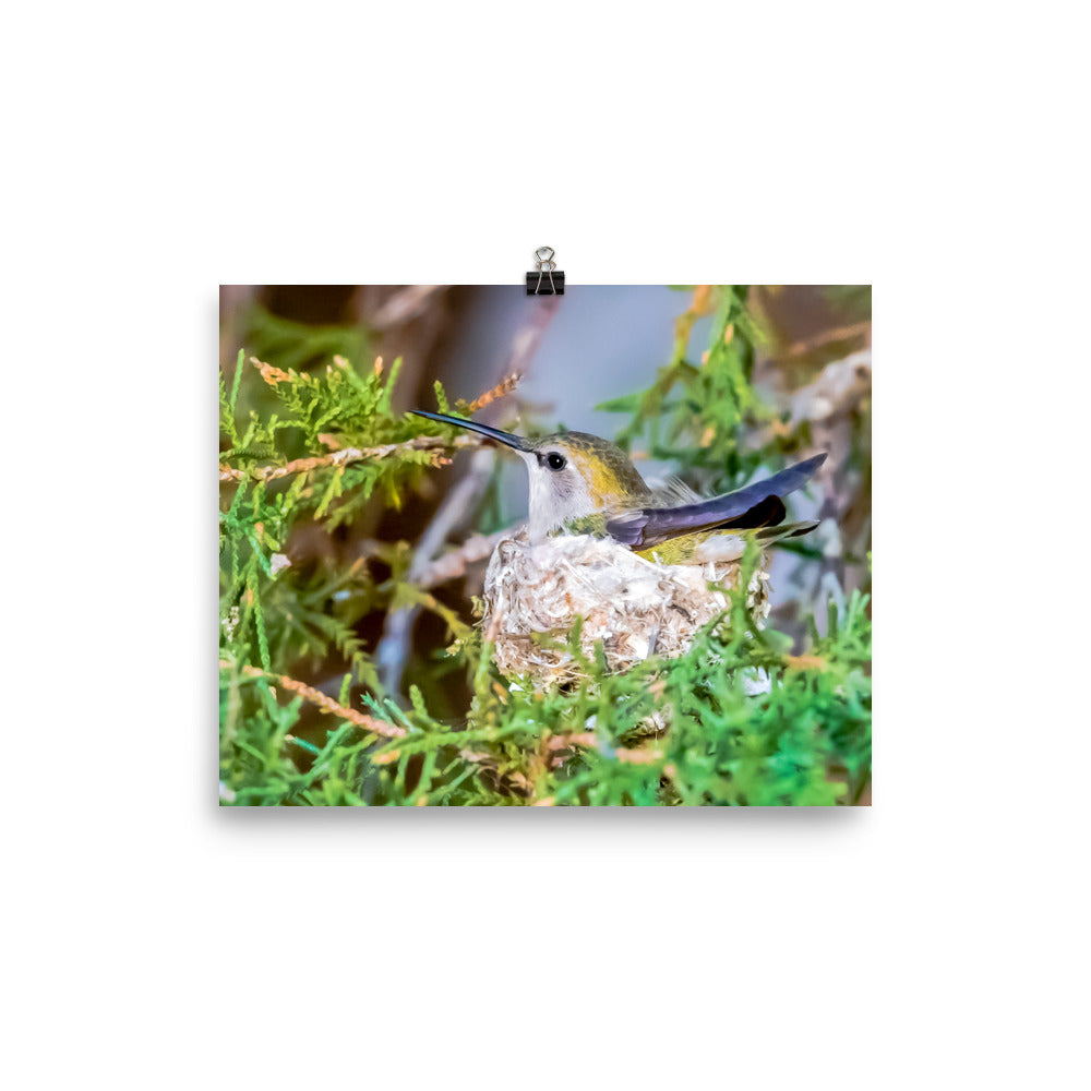 Costa Hummingbird female incubating eggs on nest - print