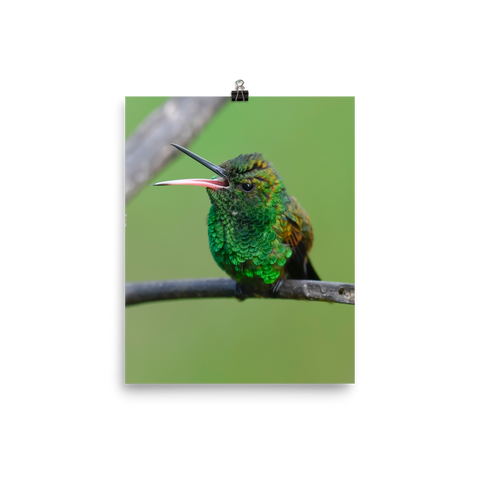 Copper-rumped Hummingbird with beak wide open - print