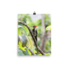 Lineated Woodpecker - print