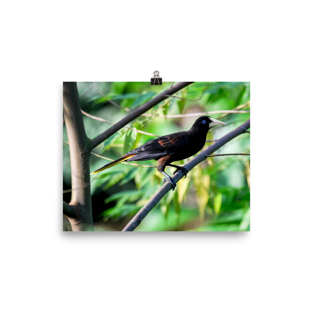 Crested Oropendola - print