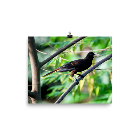 Crested Oropendola - print