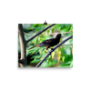Crested Oropendola - print