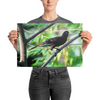 Crested Oropendola - print